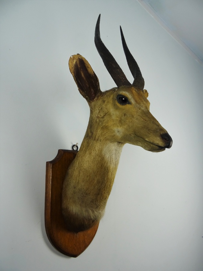 EDWARD GERRARD & SONS TAXIDERMY BUSHBUCK TROPHY HEAD